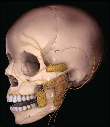 Fig 13. The five branches of the facial nerve over the skeleton
